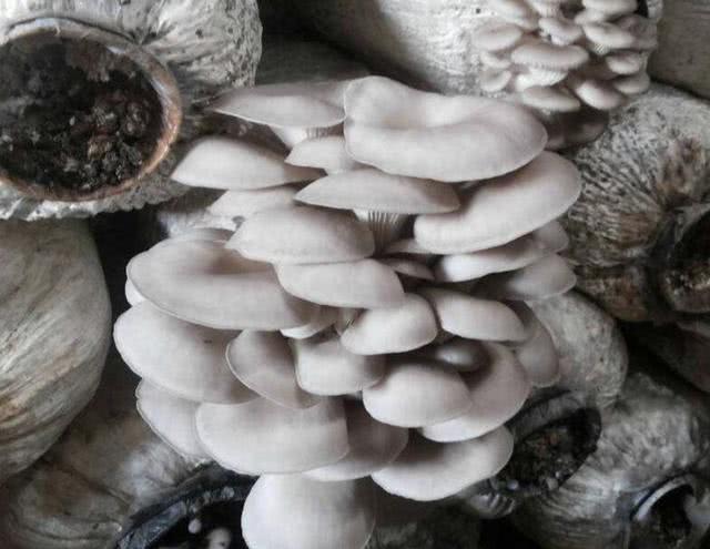在家种植1盆“蘑菇”，3个月变成8盆，1分钱不花，能吃40天