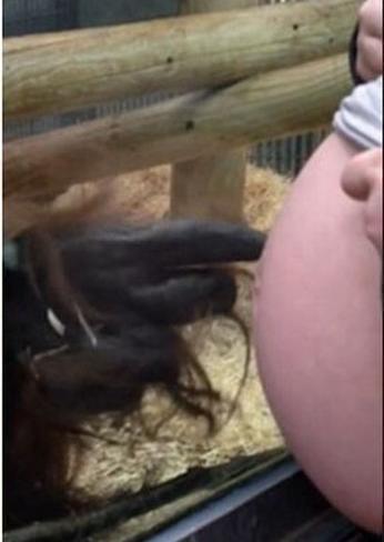 黑猩猩看到孕妇后疯一般的跑来，惊恐的孕妇却被它这个动作暖哭了