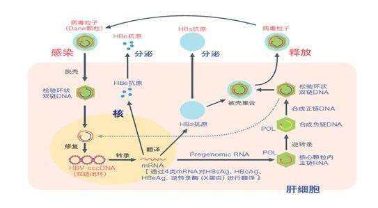 三条转归路径，乙肝小三阳，可以有针对进行预防