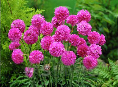 海石竹小巧紧凑的植株，开出大量玫粉色花朵，非常惹人喜爱！