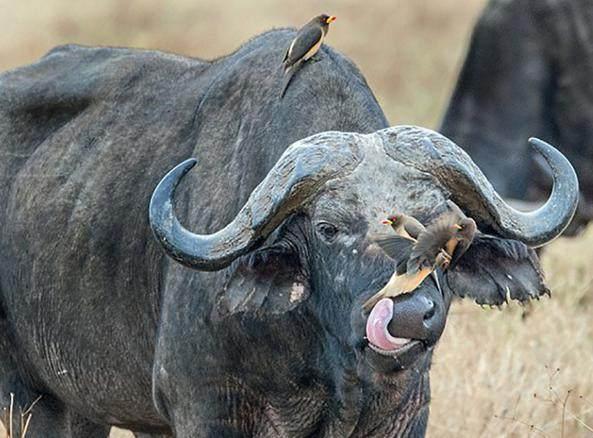 农村老牛的的鼻孔里钻进了许多动物，走近一看实在是令人想不到