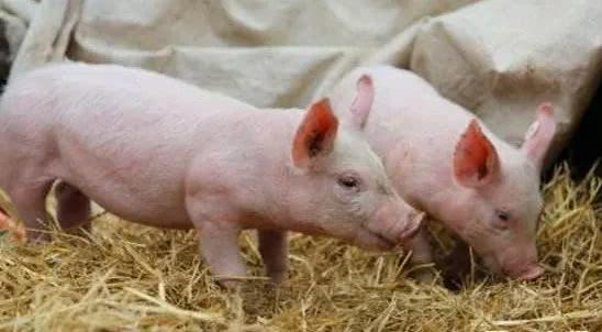 政府补贴，助力生猪养殖户尽快脱困，恢复产能！