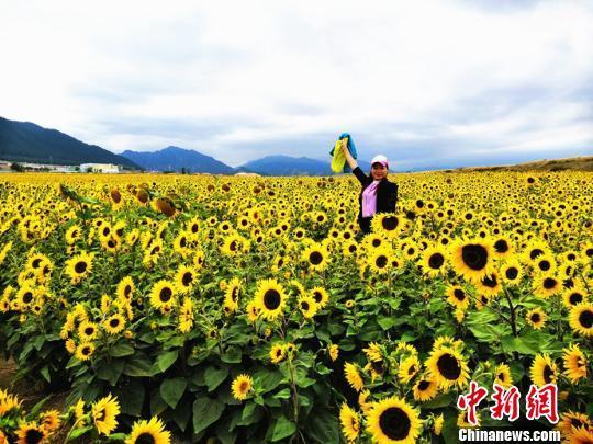 乌鲁木齐城郊万亩向日葵“醉”游人