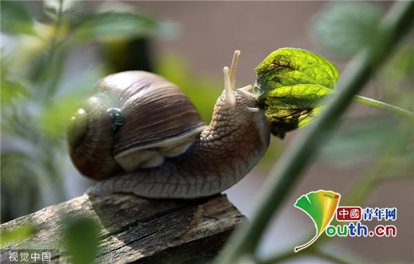 白俄罗斯夫妇经营蜗牛“农场” 养殖可食用大蜗牛