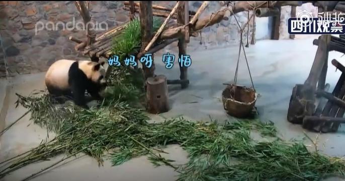 午FUN|超萌！专心吃着竹子，忽然遭竹筐“偷袭”......大熊猫当场“发飙”