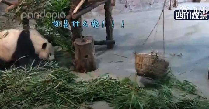 午FUN|超萌！专心吃着竹子，忽然遭竹筐“偷袭”......大熊猫当场“发飙”