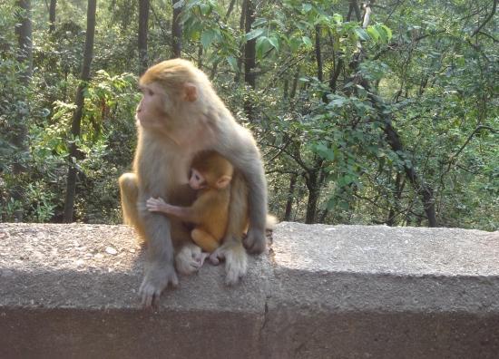 猴妈妈为保护孩子居然被车撞死，猴宝宝的一个动作让人泪奔