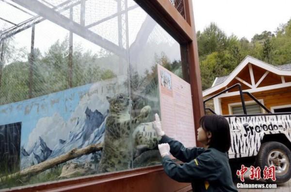 青藏高原野生动物园90后雪豹女饲养员