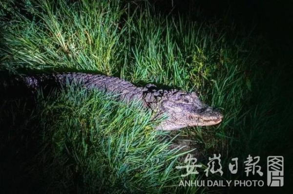 守护扬子鳄！1家，3人，23本，37年