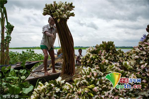 孟加拉国农民划船收获睡莲 巨大花束水面“盛开”