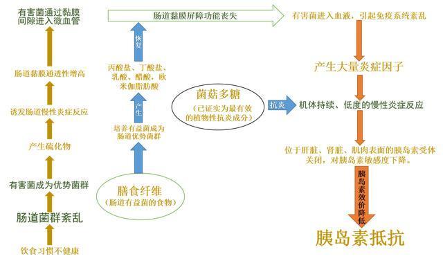 最新研究！线粒体的变化驱动2型糖尿病的炎症，而不是葡萄糖