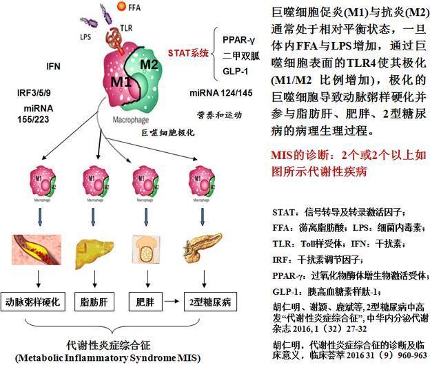 最新研究！线粒体的变化驱动2型糖尿病的炎症，而不是葡萄糖