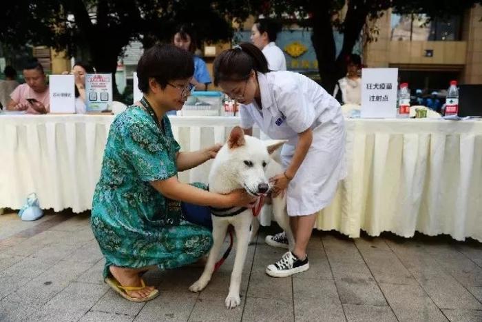 硬核养宠：狗子可领“电子身份证”啦