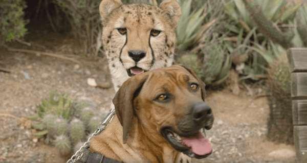 热情的小狗给孤单的小猎豹作伴，没想到它们会成为一辈子的好朋友