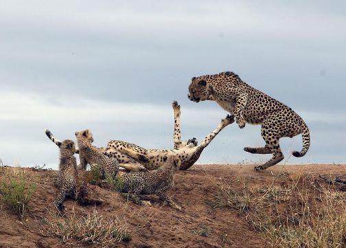 猎豹为护幼崽勇战敌人，飞身进攻网友称堪比动作大片
