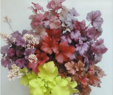 矾根还能开花？养护注意这些点，叶片色彩斑斓，花朵如铃铛，超美