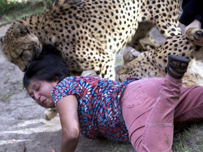 猎豹在园区发狂撕咬女子，而身后的丈夫却拿着手机拍照