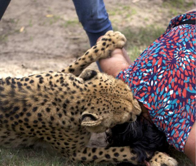 猎豹在园区发狂撕咬女子，而身后的丈夫却拿着手机拍照