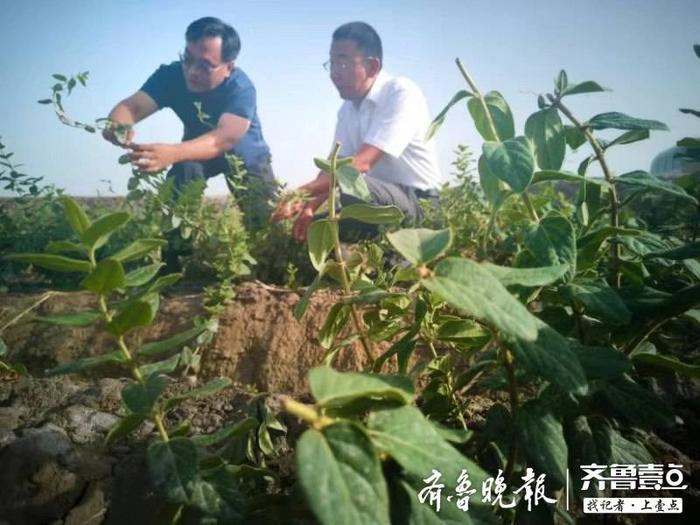 泰安援建喀什地区岳普湖县，戈壁滩上的“挑山工”精神