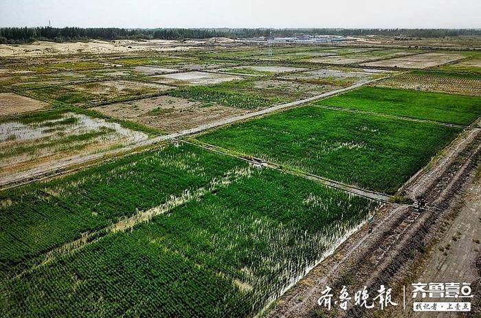 泰安援建喀什地区岳普湖县，戈壁滩上的“挑山工”精神