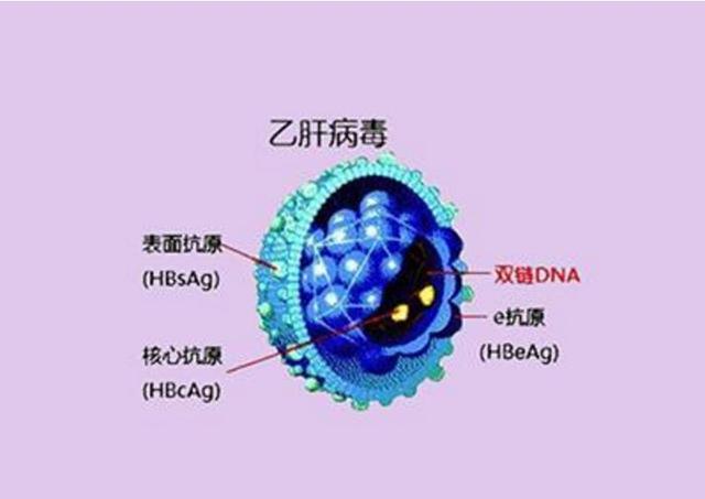 外壳本身不致病，结合HBV-DNA与e抗原，读懂表面抗原和核心抗体