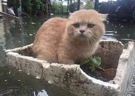 主人带着猫咪坐小船，猫咪坐在船头霸气无比：这片鱼塘本喵承包了