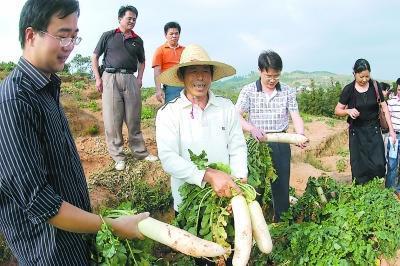 农民种萝卜，害怕买到陈旧、假劣种子，教你一招，快速辨别