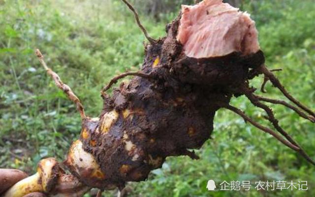 俗称“金刚刺”，根茎要30元一斤，在农村却没人珍惜