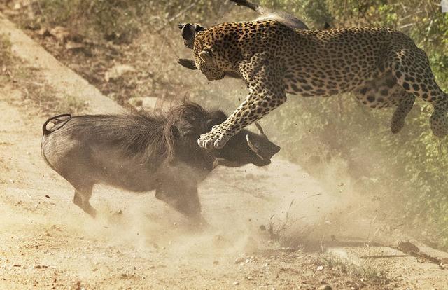 疣猪妈妈为了保护幼崽兽性大发,直面攻击顶飞猎豹,为疣猪妈妈点赞