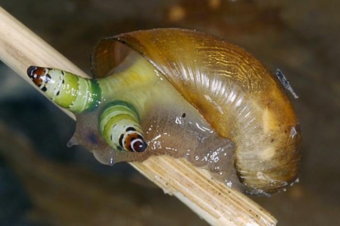 蜗牛被寄生虫控制变“僵尸”，四处招摇只为快些被鸟儿吃掉