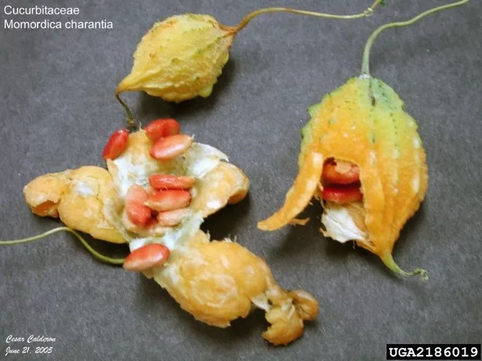 爆裂开来，露出被鲜红的假种皮包裹的种子。重要的是，这假种皮相当甜。成熟开裂的苦瓜。图片：cesar