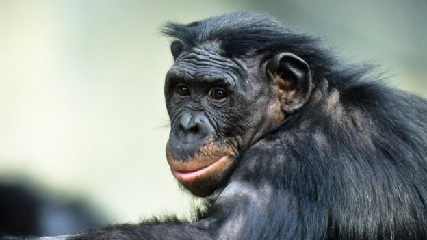 这种猩猩是高度混交动物，一年四季在交配，但数量依然稀少