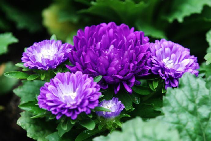 喜欢菊花，就养盆“菊中珍品”紫菊，似天鹅绒球，绚丽多姿！美