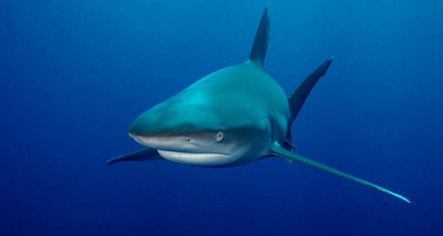 鲨鱼也有连体婴？鲨鱼幼崽有一个身子和两个脑袋，全球只有六例