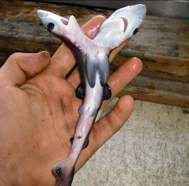 鲨鱼也有连体婴？鲨鱼幼崽有一个身子和两个脑袋，全球只有六例