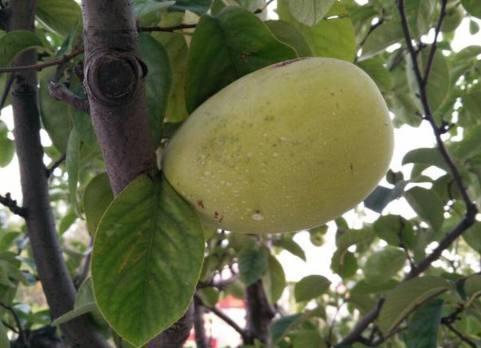 我们常吃的木瓜准确来说叫“番木瓜”，真正的中国木瓜和梨有点像