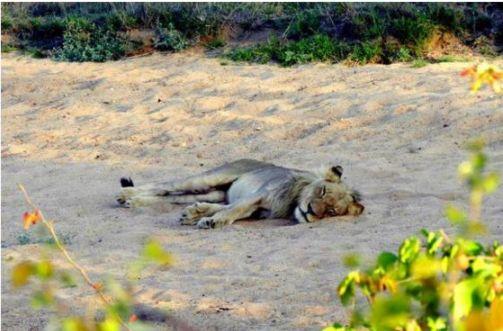 亚成年雄狮不知为何负伤倒在路上，其中生殖器受到的伤害最严重