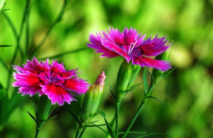 可以一年四季都开的花，花朵繁茂、五彩缤纷，一起来看石竹花！