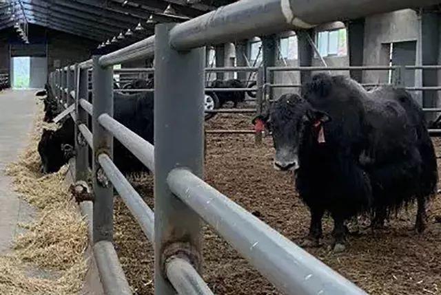 不长角脾气好，中国科学家20年养出无角牦牛，从此牦牛可舍饲