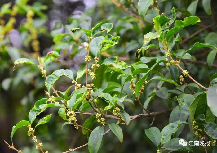 桂花暗香浮动，秋天要来了吗？未来一周天气……