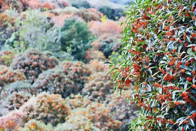 象山六处醉美古道，面对山野，感受行走的力量