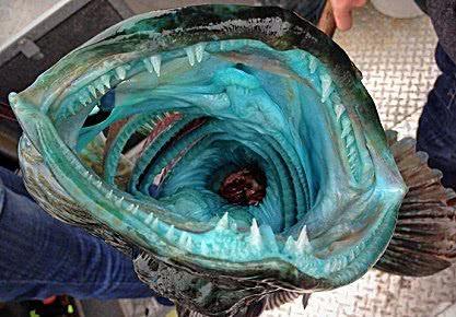 海洋中的神秘动物，曾被人误认为“外星生物”，蓝色的肉让人称奇