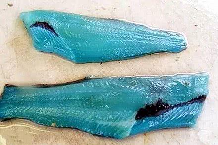 海洋中的神秘动物，曾被人误认为“外星生物”，蓝色的肉让人称奇