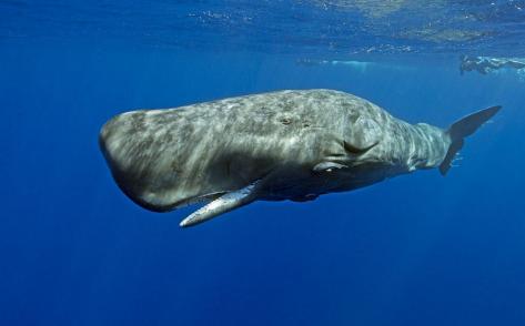 深海里的霸主对决！20米长的大王乌贼对决抹香鲸，谁能赢？