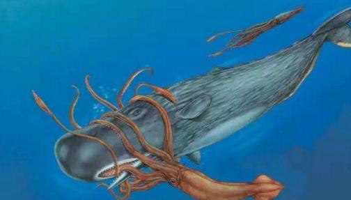 深海里的霸主对决！20米长的大王乌贼对决抹香鲸，谁能赢？