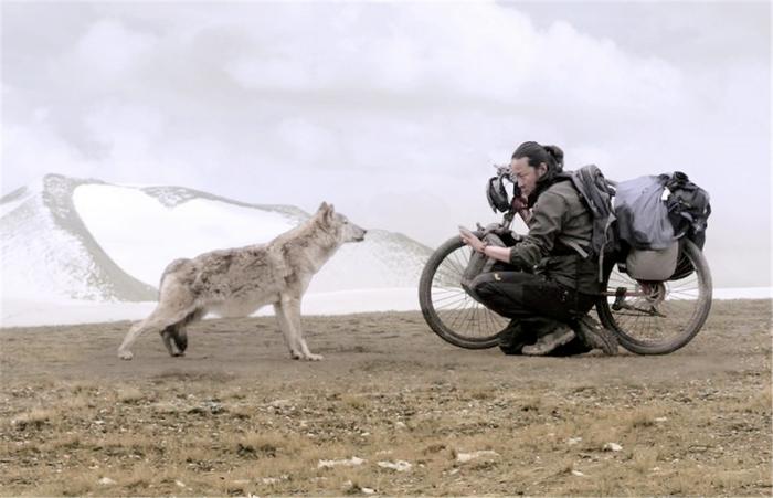 羌塘无人区遇到西藏狼，它最害怕火光，遇到火堆就跑得无影无踪