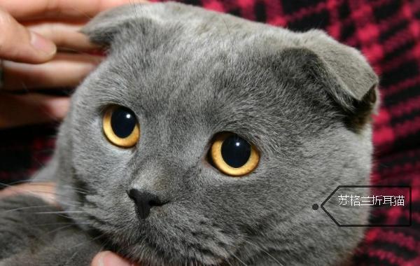 十大最受欢迎猫咪品种 这是什么绝世小可爱呀
