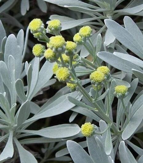 芙蓉菊怎么养长得好 注意以下几点芙蓉菊很快枝繁花茂