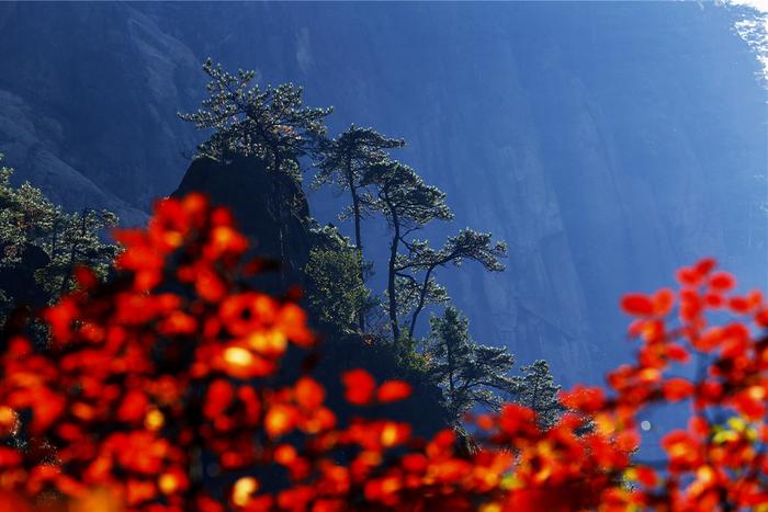 中秋登山赏秋热门景区TOP5：黄山风景区夺魁