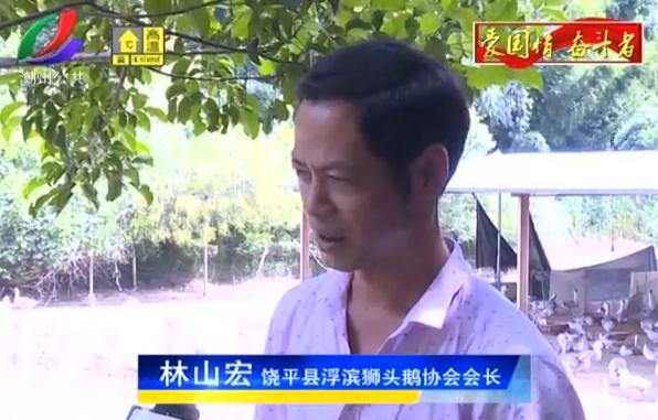 潮州有养在饶平浮滨镇的这只“鹅”，正大步走在致富路上